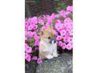 Pembroke Welsh Corgi Puppy for sale in Coshocton, OH, USA