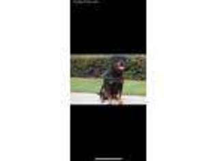 Rottweiler Puppy for sale in Corona, CA, USA