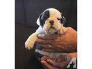 Bulldog Puppy for sale in Hesperia, CA, USA