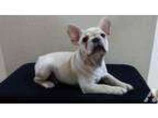 French Bulldog Puppy for sale in RAPID CITY, SD, USA