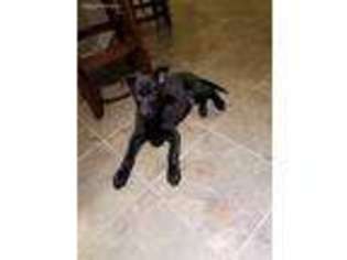 Dutch Shepherd Dog Puppy for sale in Katy, TX, USA