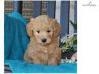 Goldendoodle Puppy for sale in Harrisburg, PA, USA