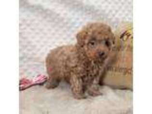 Mutt Puppy for sale in Childress, TX, USA