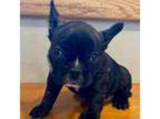 French Bulldog Puppy for sale in Bennington, VT, USA