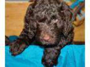 Labradoodle Puppy for sale in Dallas, TX, USA