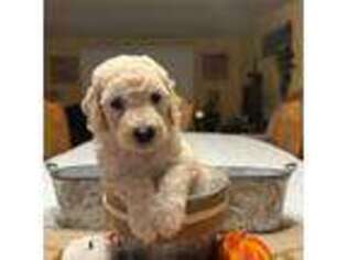 Goldendoodle Puppy for sale in Thousand Palms, CA, USA