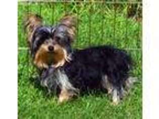 Yorkshire Terrier Puppy for sale in Clintonville, WI, USA