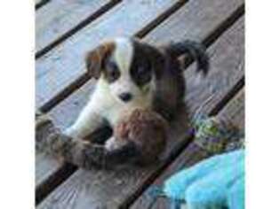 Cardigan Welsh Corgi Puppy for sale in Casa Grande, AZ, USA
