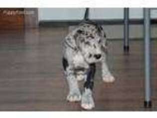 Great Dane Puppy for sale in Ligonier, IN, USA