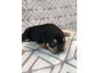 Bulldog Puppy for sale in Lake Spring, MO, USA