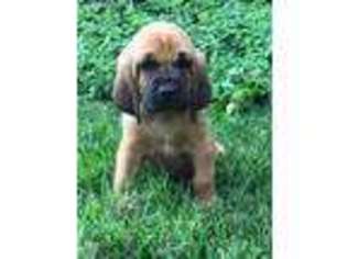 Bloodhound Puppy for sale in Manteca, CA, USA