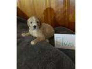Goldendoodle Puppy for sale in Allen Park, MI, USA