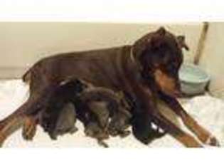 Doberman Pinscher Puppy for sale in KNOXVILLE, IL, USA