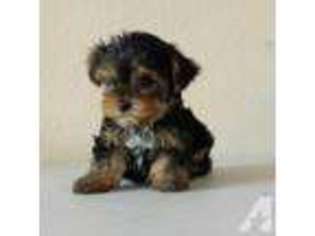Yorkshire Terrier Puppy for sale in CITRUS HEIGHTS, CA, USA