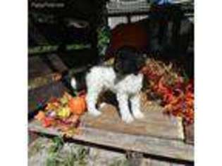 Mutt Puppy for sale in Debary, FL, USA
