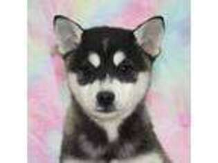 Alaskan Klee Kai Puppy for sale in Albany, IN, USA