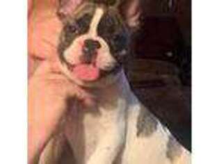 French Bulldog Puppy for sale in Section, AL, USA