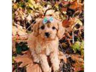 Cavapoo Puppy for sale in Deming, WA, USA