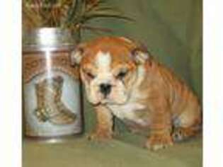 Bulldog Puppy for sale in Lebanon, PA, USA