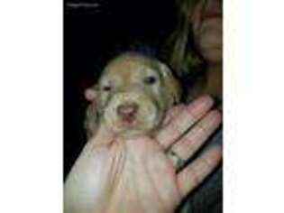Labrador Retriever Puppy for sale in Carthage, TN, USA