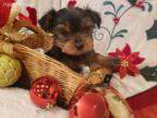 Yorkshire Terrier Puppy for sale in Whittier, CA, USA