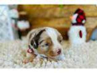 Miniature Australian Shepherd Puppy for sale in Fort Smith, AR, USA