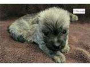 Cairn Terrier Puppy for sale in Unknown, , USA