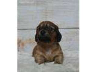 Dachshund Puppy for sale in Westville, FL, USA