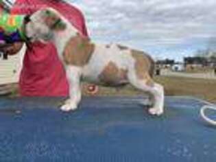 American Staffordshire Terrier Puppy for sale in Byron, GA, USA