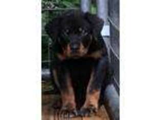 Rottweiler Puppy for sale in Griffin, GA, USA