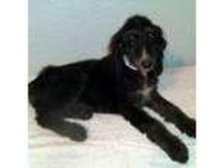 Afghan Hound Puppy for sale in Plainview, TX, USA