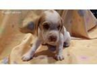 Beagle Puppy for sale in Supply, NC, USA