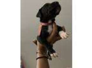 Great Dane Puppy for sale in Lawrenceville, GA, USA