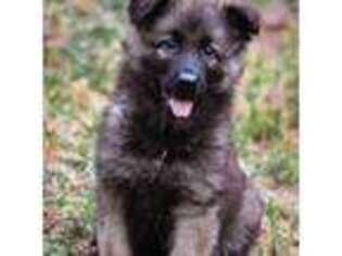 German Shepherd Dog Puppy for sale in West Monroe, LA, USA