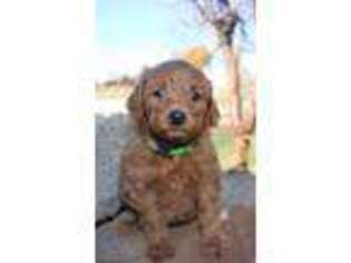 Goldendoodle Puppy for sale in Montrose, CO, USA