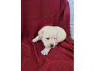 Labrador Retriever Puppy for sale in Oley, PA, USA