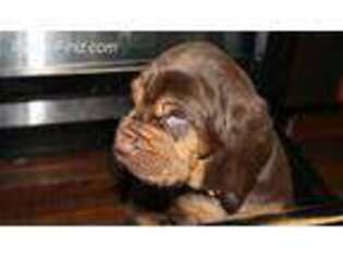 Bloodhound Puppy for sale in Center Barnstead, NH, USA