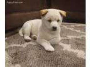 Shiba Inu Puppy for sale in Newport, PA, USA