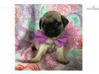 Pug Puppy for sale in Rising Sun, MD, USA
