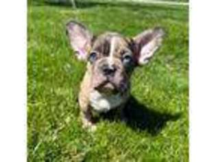 French Bulldog Puppy for sale in Galion, OH, USA