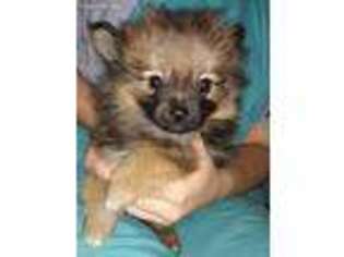 Pomeranian Puppy for sale in Zion, IL, USA