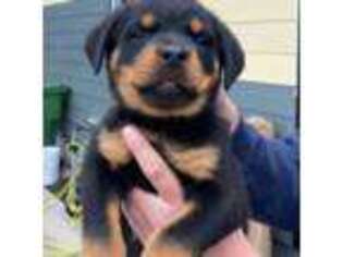 Rottweiler Puppy for sale in Rainier, OR, USA