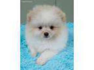 Pomeranian Puppy for sale in San Luis Obispo, CA, USA