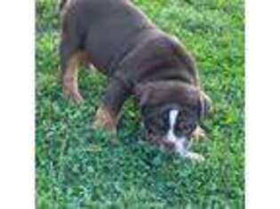 Olde English Bulldogge Puppy for sale in Pittsburgh, PA, USA