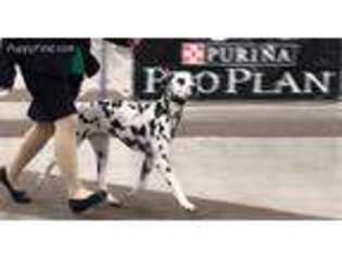 Dalmatian Puppy for sale in Newfoundland, PA, USA