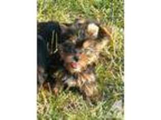 Yorkshire Terrier Puppy for sale in CALLAWAY, VA, USA