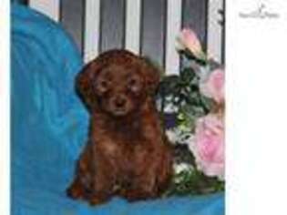 Goldendoodle Puppy for sale in Harrisburg, PA, USA