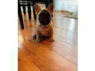 French Bulldog Puppy for sale in Erie, CO, USA