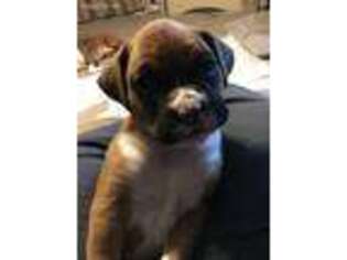 Boxer Puppy for sale in West Unity, OH, USA
