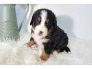Bernese Mountain Dog Puppy for sale in Vesper, WI, USA